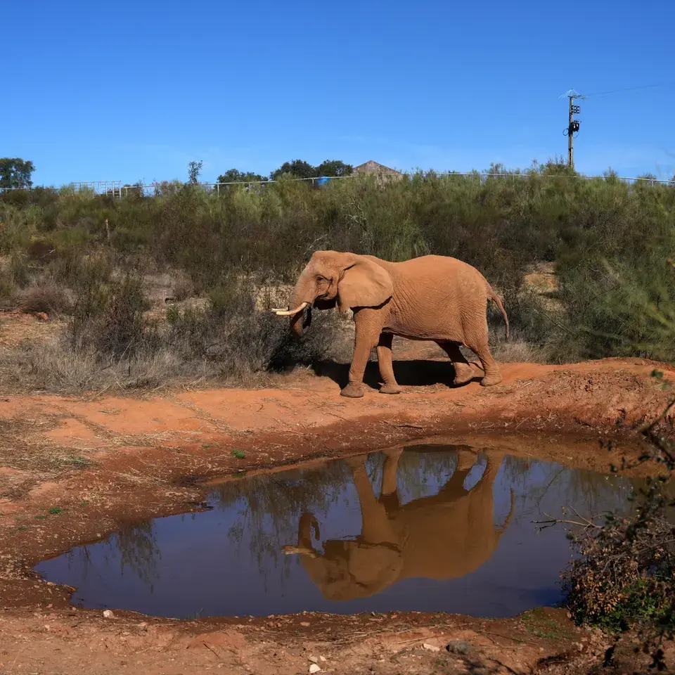 Ein Elefant ist an einem Wasserloch zu sehen.