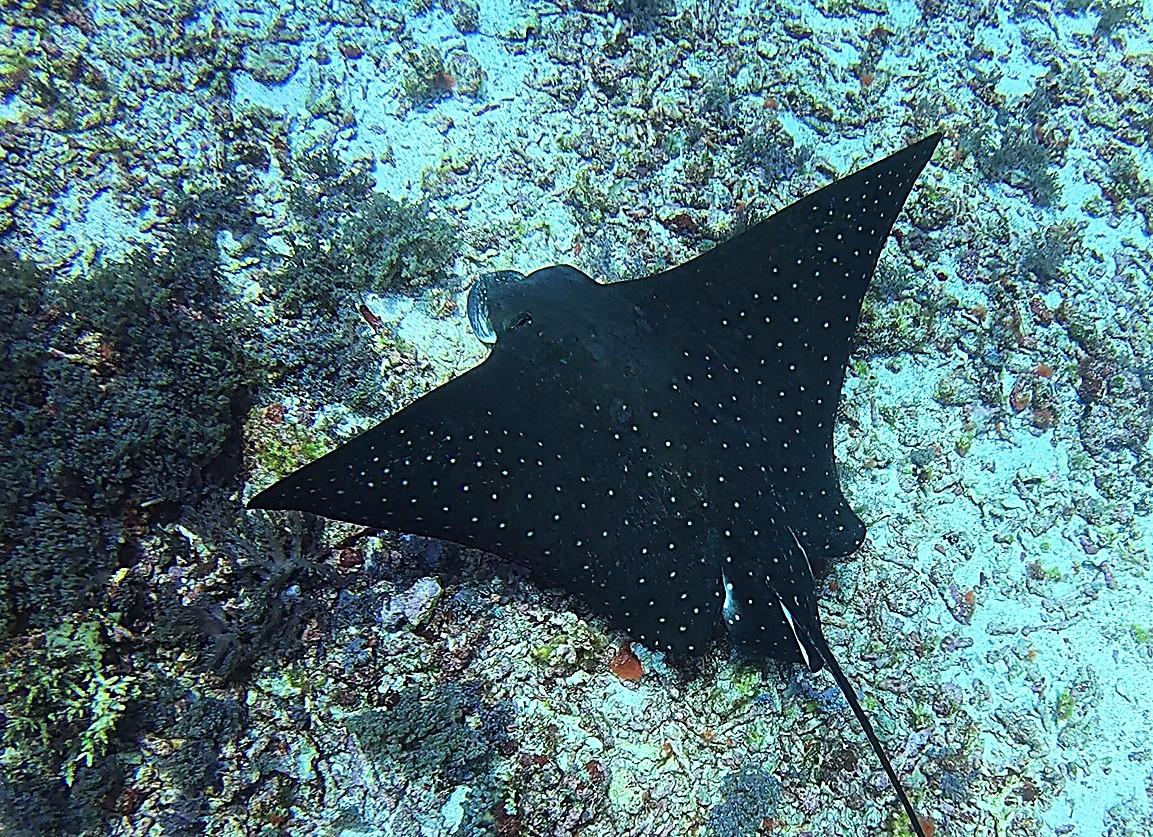A spotted eagle ray hunting on the reef at Mawan, Komodo National Park, Indonesia.