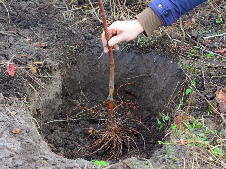 Man planting bare root tree in hole