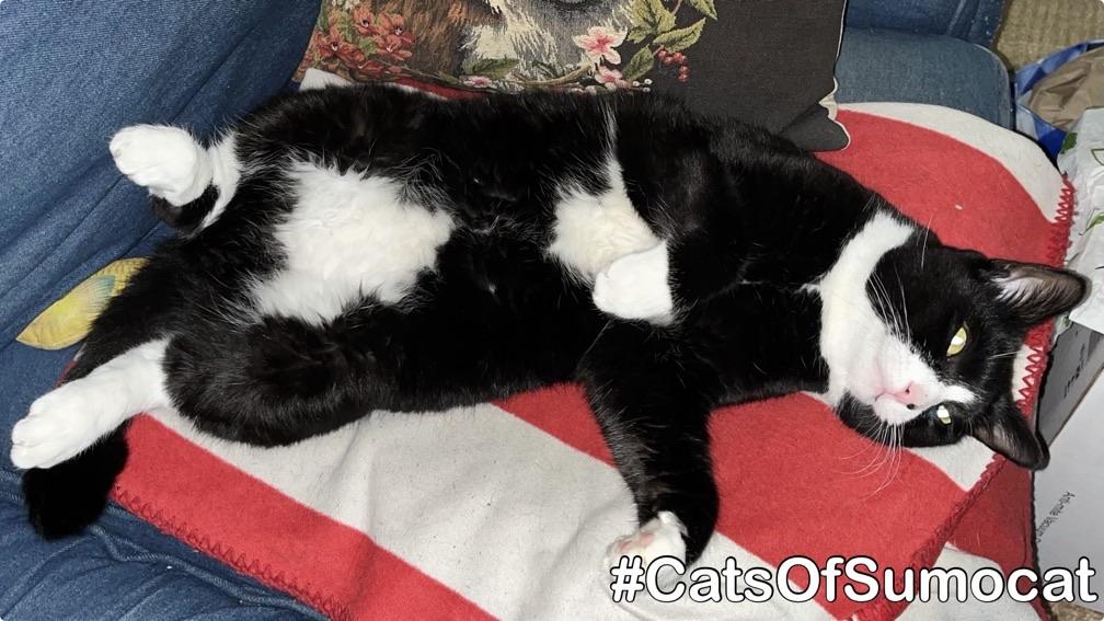A black-and-white cat lies belly-up on a red-and-white blanket atop a blue couch, near a floral pillow.