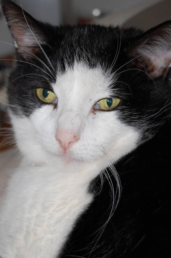 Sleepy black and white cat with light green eyes.
