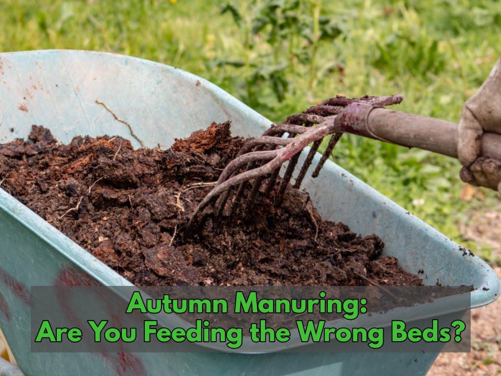 Wheelbarrow of dark compost being turned with a garden fork by a gloved hand, foregrounded by the headline "Autumn Manuring: Are You Feeding the Wrong Beds?"