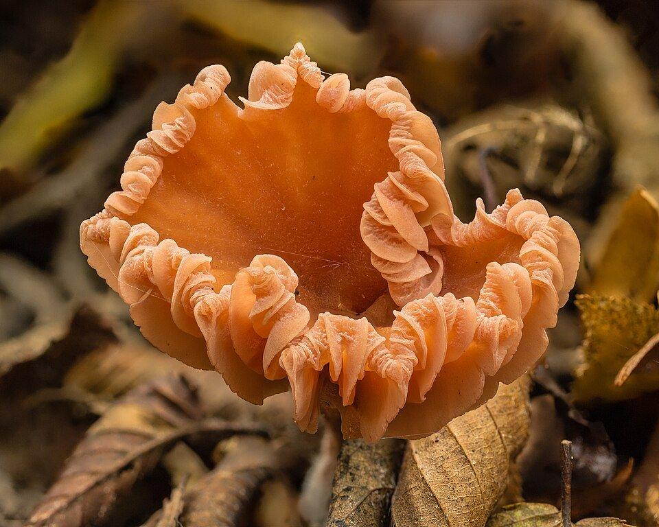 Cap with curled gills of a Laccaria laccata (deceiver, lackluster laccaria),  Voorsterbos (Kraggenburg), Flevoland, Netherlands photo by Dominicus Johannes Bergsma.
#wikimediacommons