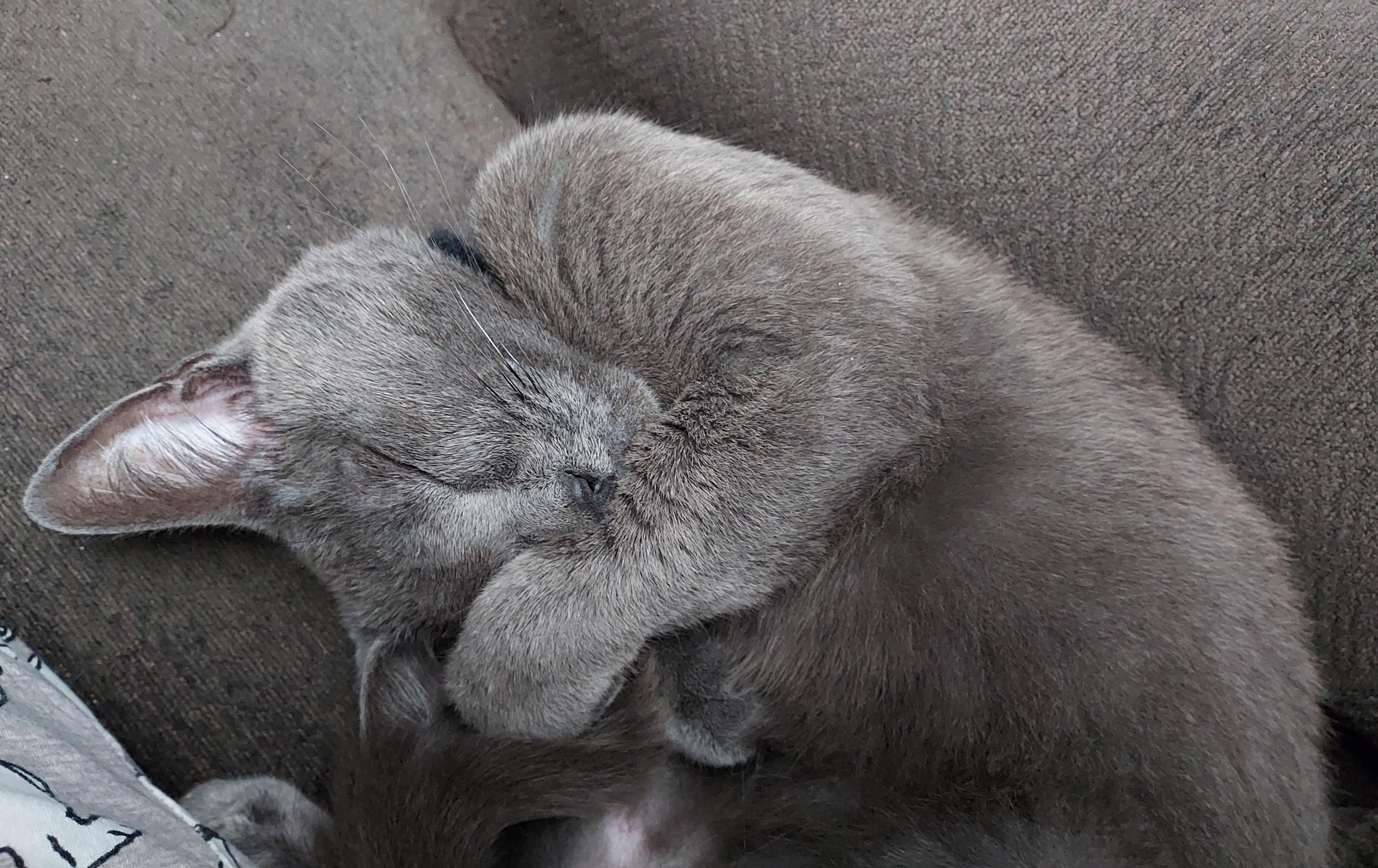 Sleeping gray cat with one paw covering his eyes.