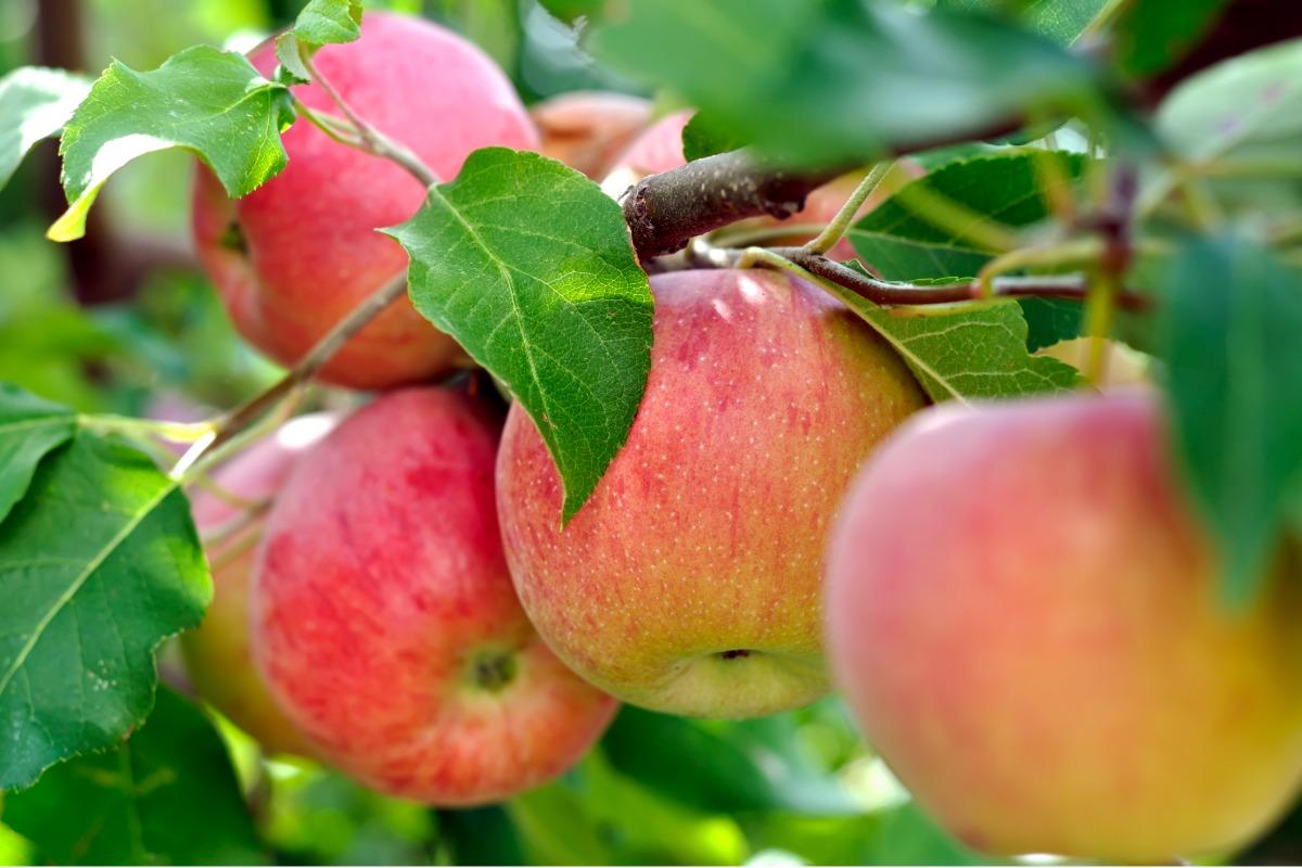 Ripe red apples growing on a leafy apple tree, with one apple in sharp focus among green leaves.
