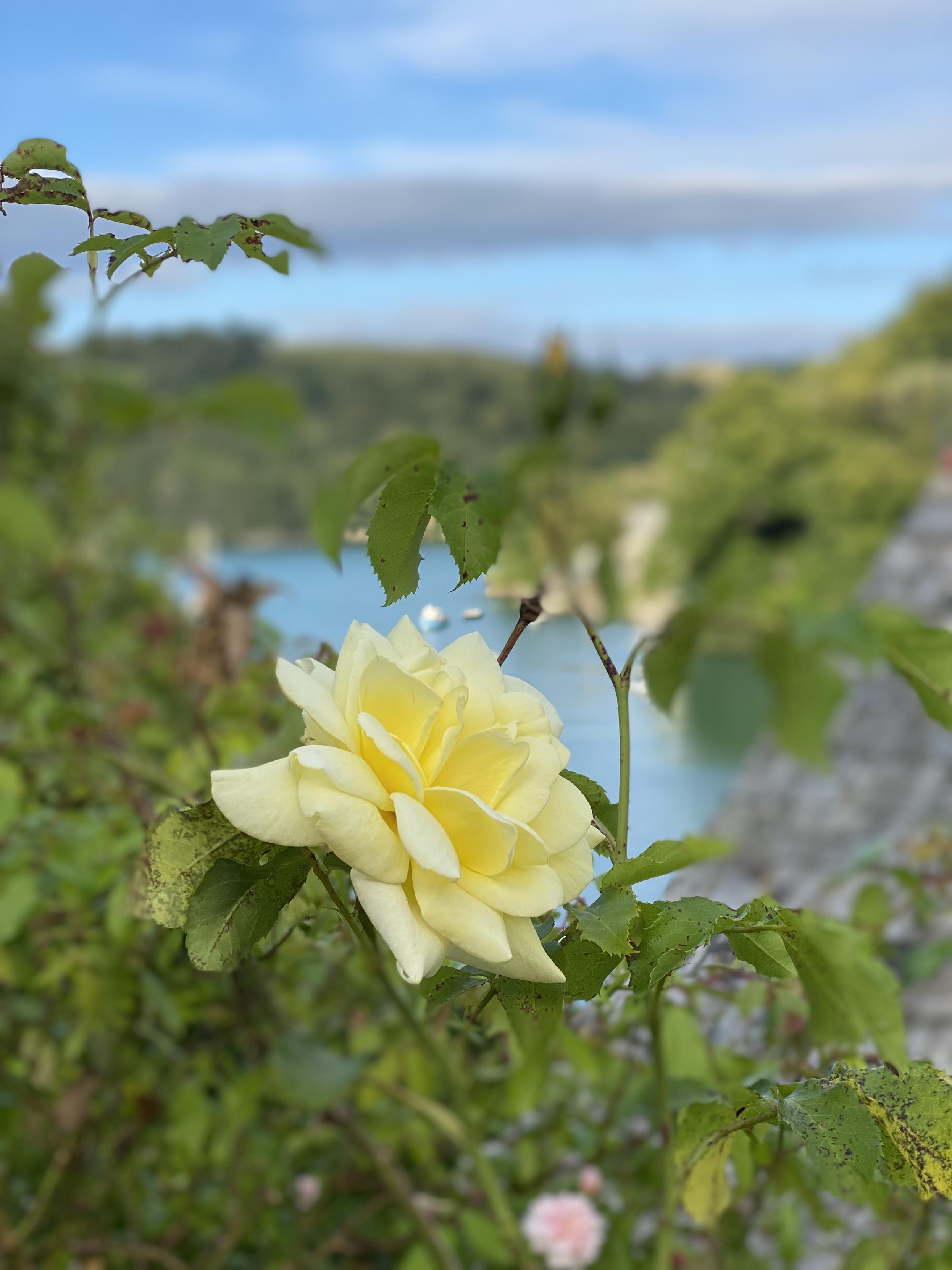 A pale yellow rose in sharp focus against blurred green foliage, a blue inlet with small boats, and distant hills under a soft sky.