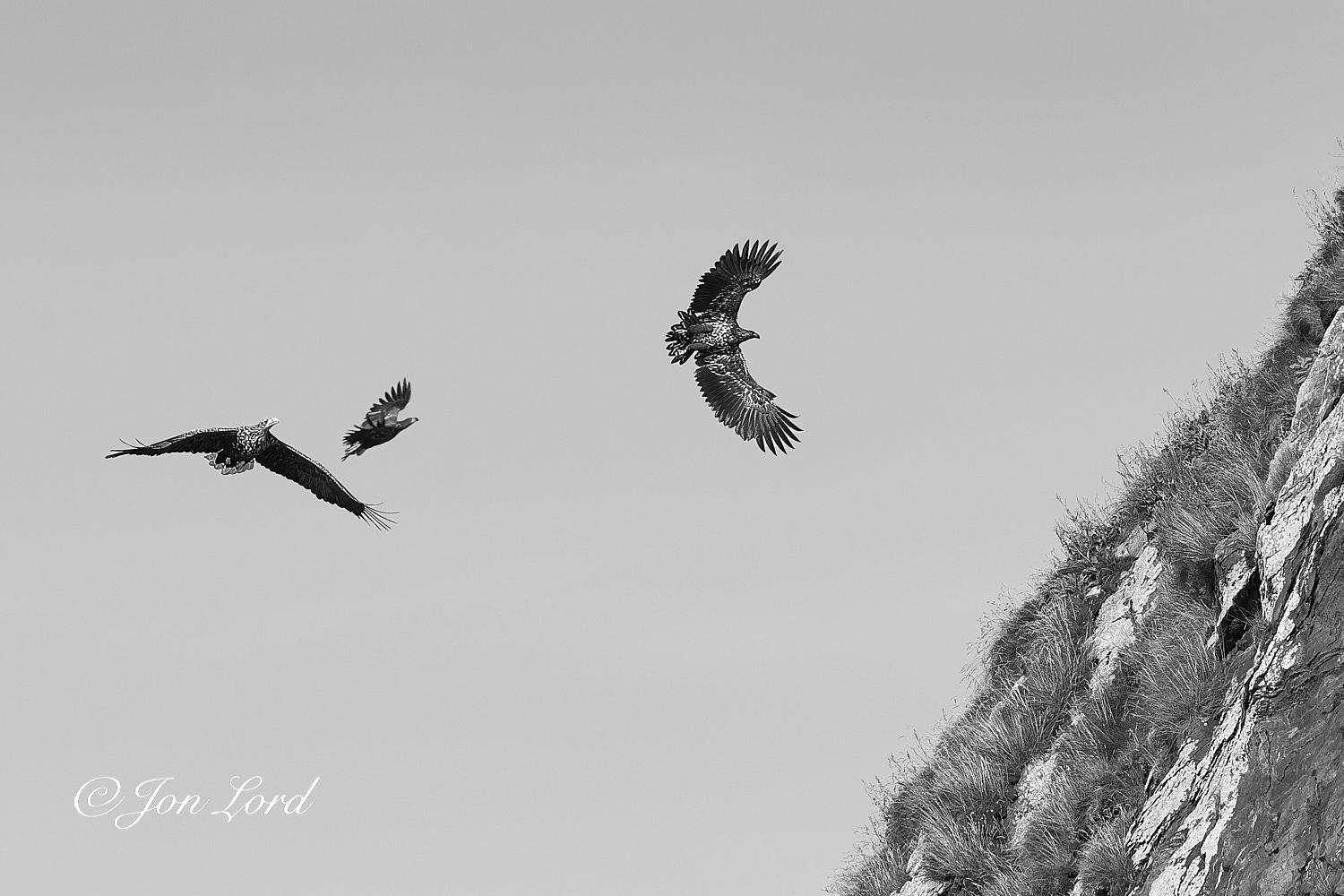 This is a black and white wildlife photo in landscape format of three large white-tailed eagles soaring of a cliff face. Gjesværstappan Islands, Norway (2017).

Other than part of the near vertical cliff face the image is filled with a clear and cloudless sky rendered a light grey. The cliff face starts a short distance below the top right corner and descends at a steep angle into the lower right corner of the photo. The cliff is made up of smooth rocks with tufts of long grass growing from cracks in the rock. A short distance from the cliff are the three White-Tailed Eagles (Haliaeetus albicilla), often called Sea Eagles. The first eagle is above centre and is viewed from below at a distance of ten metres. The bird is banking steeply towards the cliff, which is three metres away, with the large wings outspread and undersides in view. The outspread wings are swept forward forming a large 'C' shape. The bird is mainly black to dark grey, with lighter patches around the forward inboard s