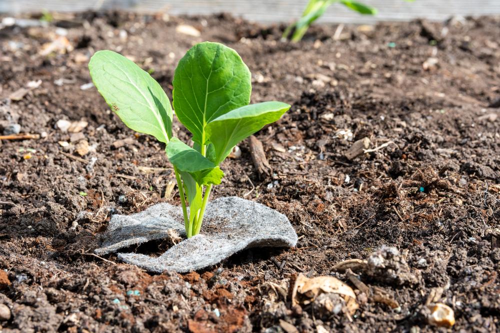Newly transplanted leafy green seedling in rich garden soil, its stem emerging through a small round biodegradable planting mat protecting roots and conserving moisture.
