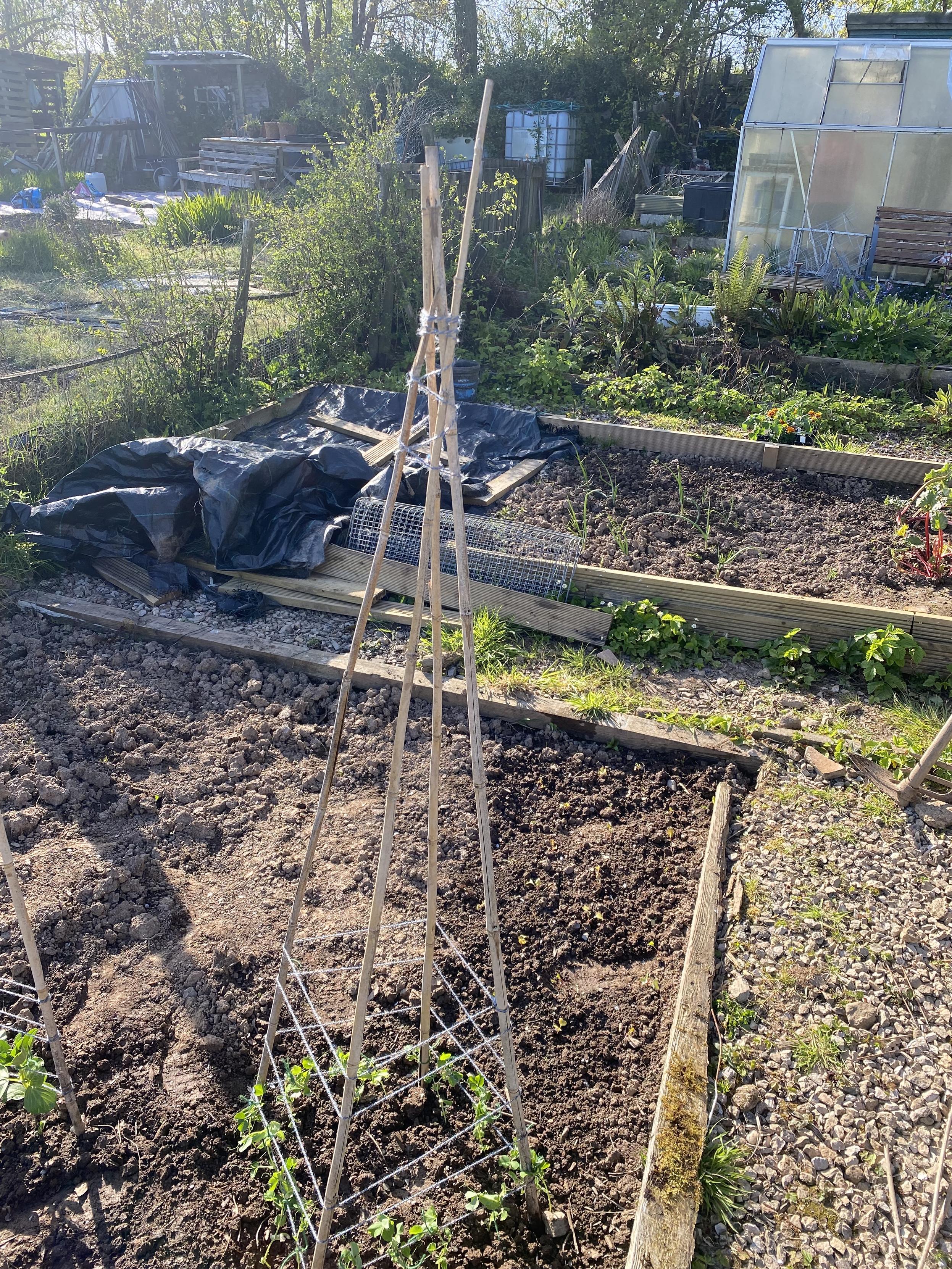 Allotment plot with bamboo teepee trellises supporting young climbing plants in freshly dug, timber-edged beds, a greenhouse to the right and tarpaulin-covered materials and gardening supplies scattered in the background.