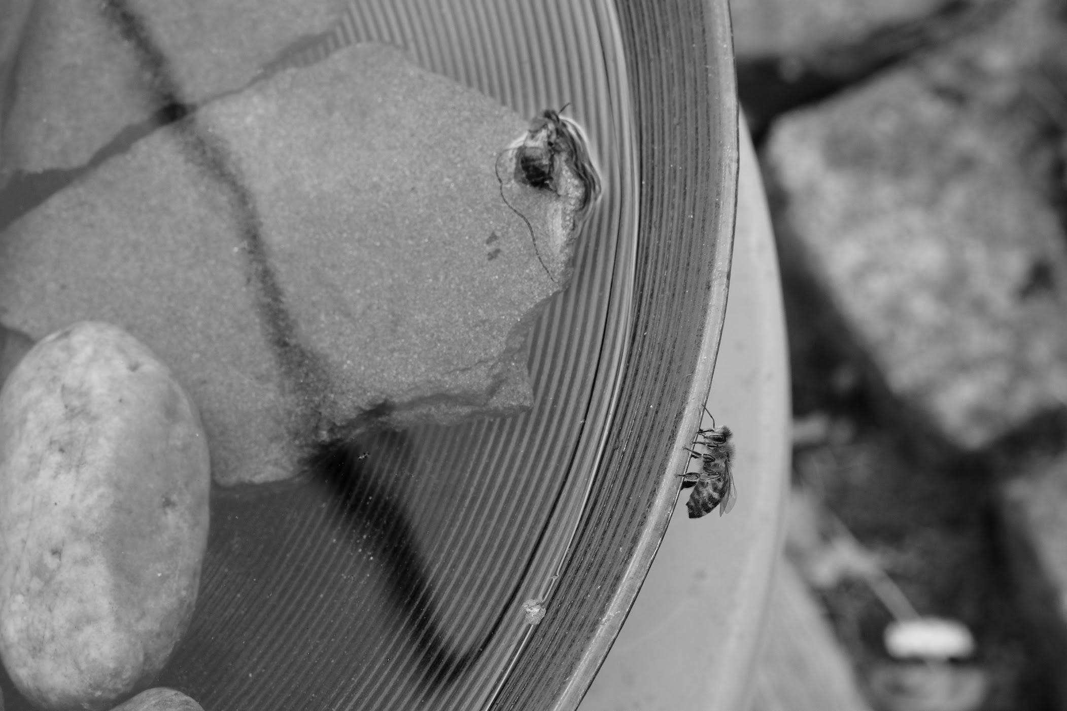 Two bees and a bowl