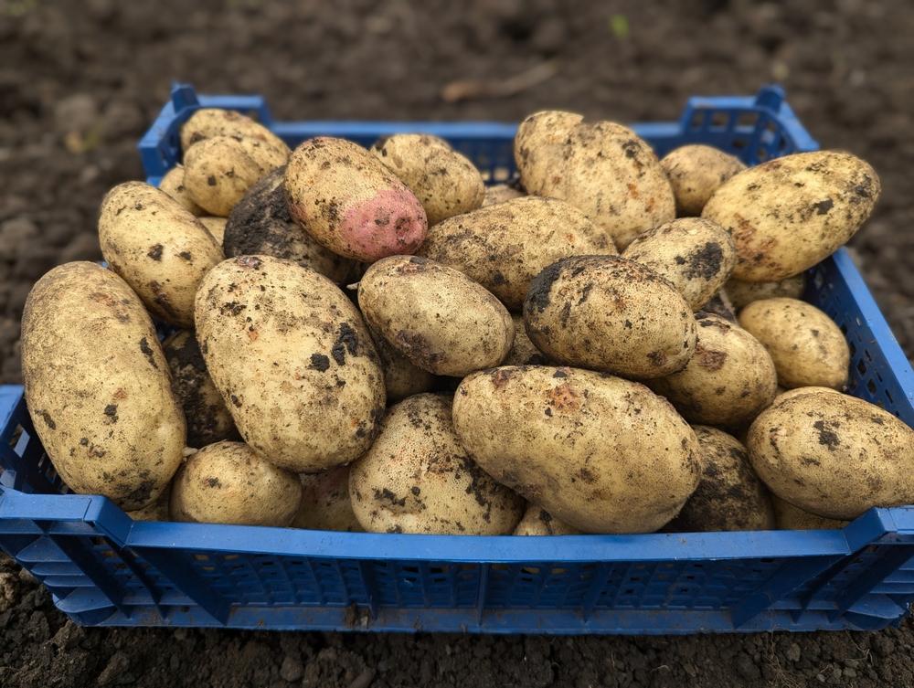Freshly harvested, soil-covered Maris Piper potatoes piled in a blue plastic crate resting on bare field soil, ready for cleaning and sorting.