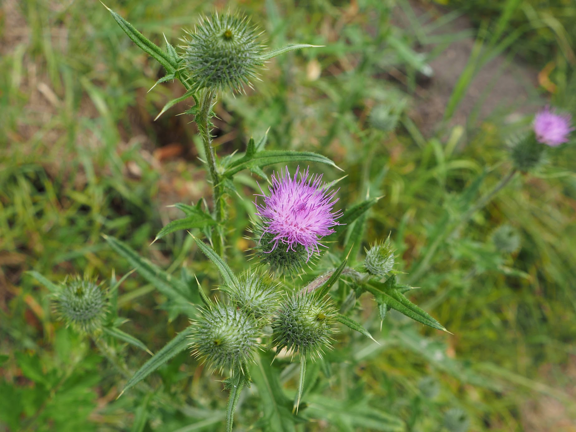 A thistle in bloom, the national flower of Scotland.