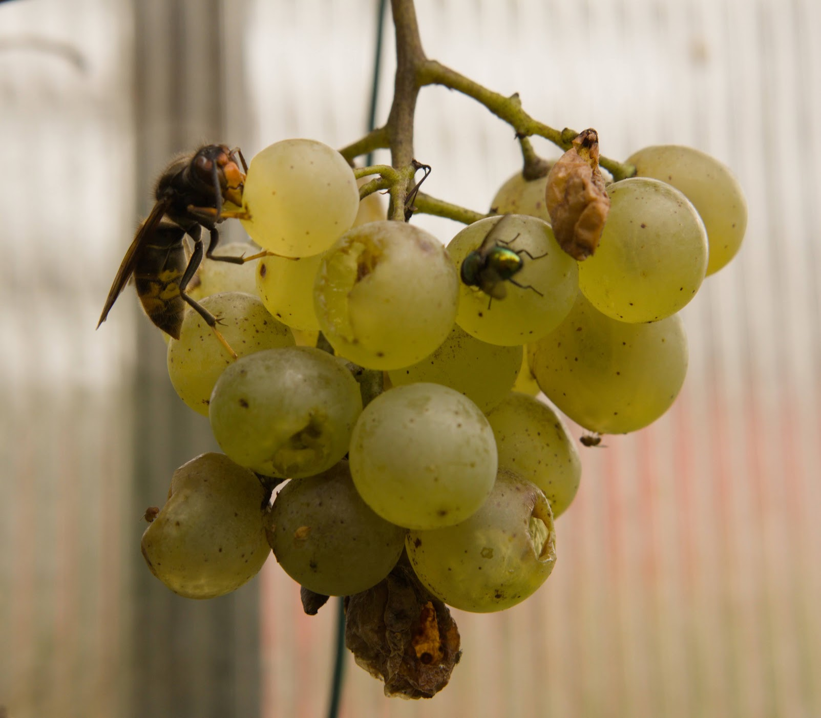 a hornet and a fly eating a bunch of grapes with some dried ones