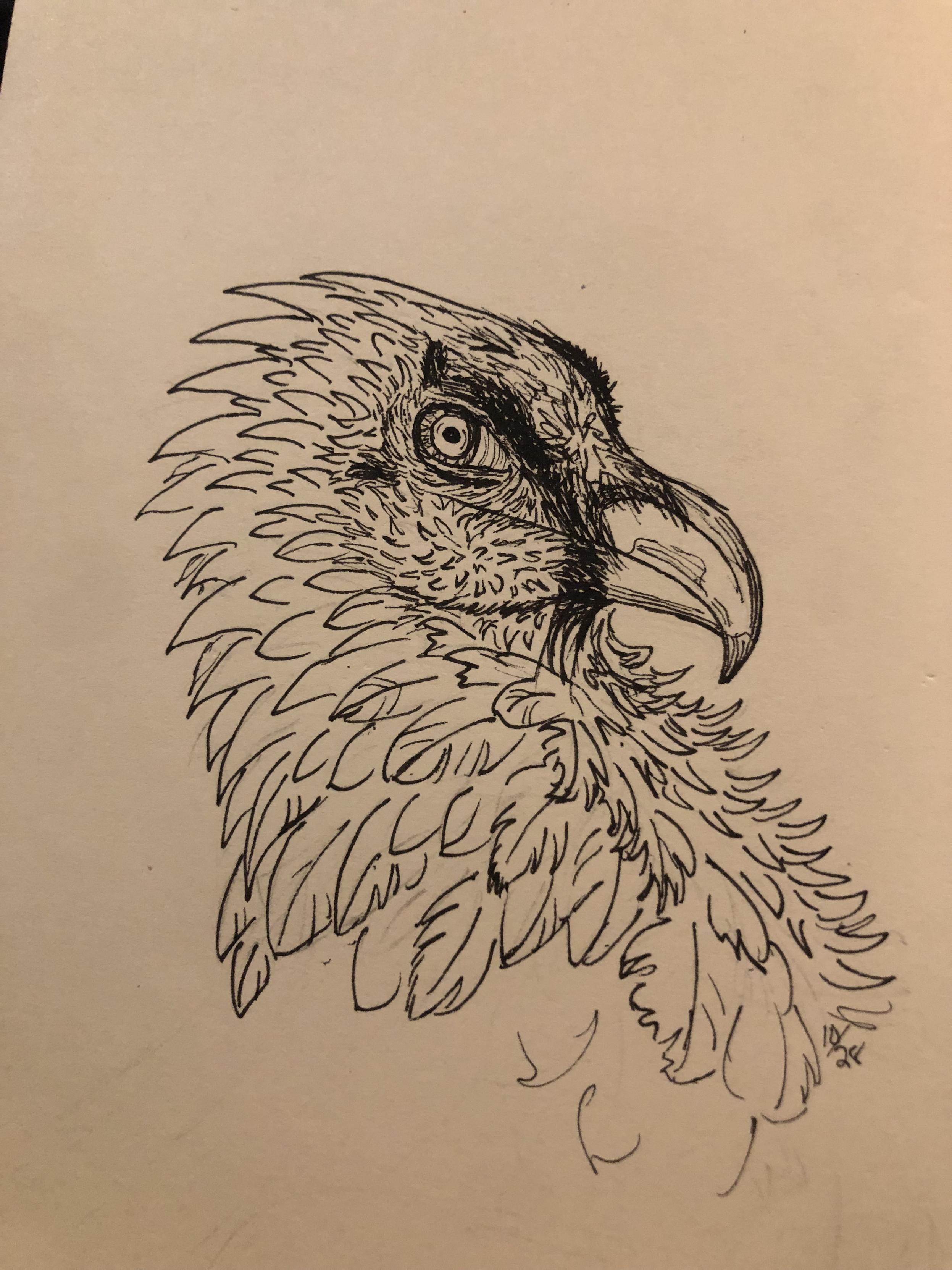 ink drawing of the head of a bearded vulture bird.