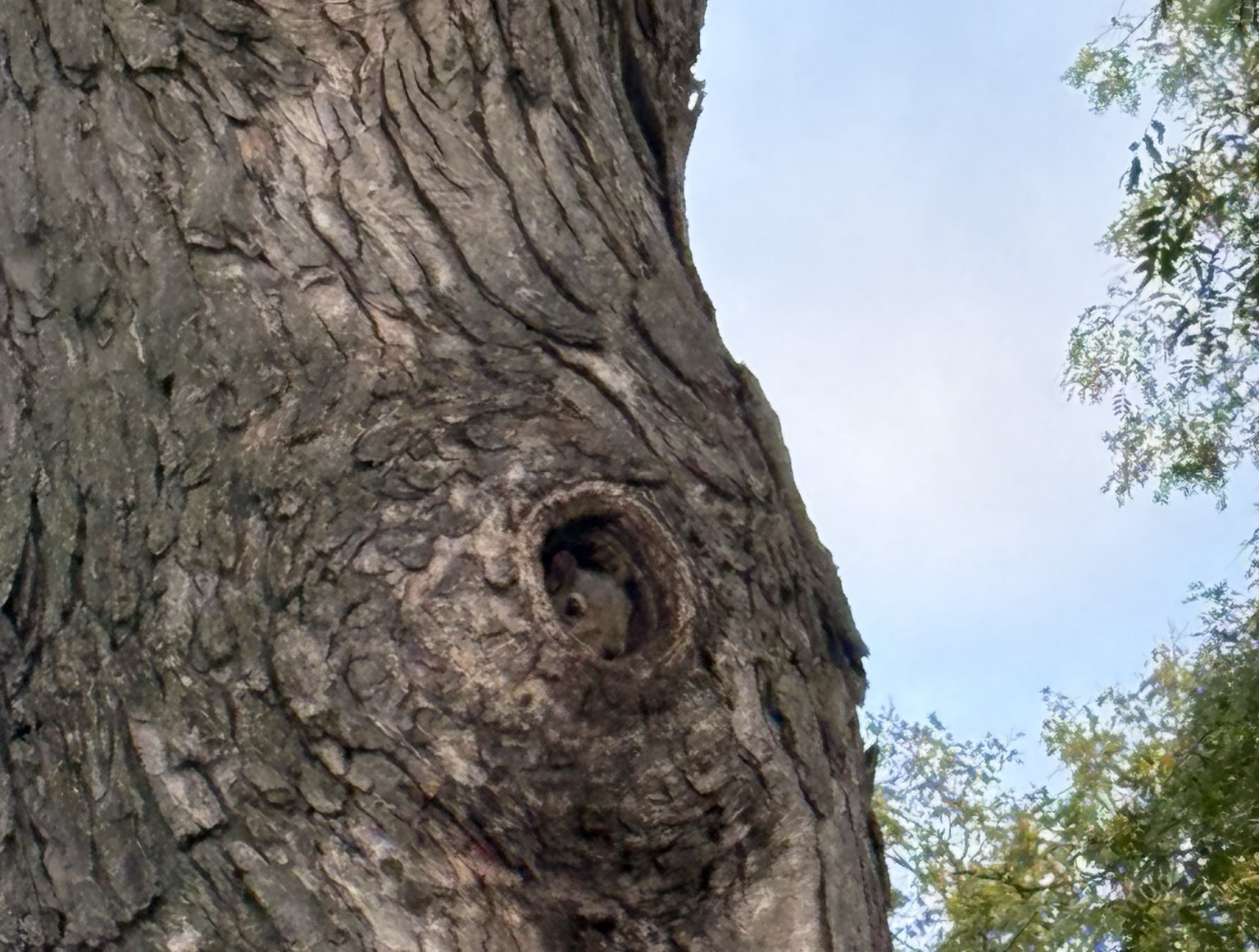 Squirrel looking out of a knot hole.