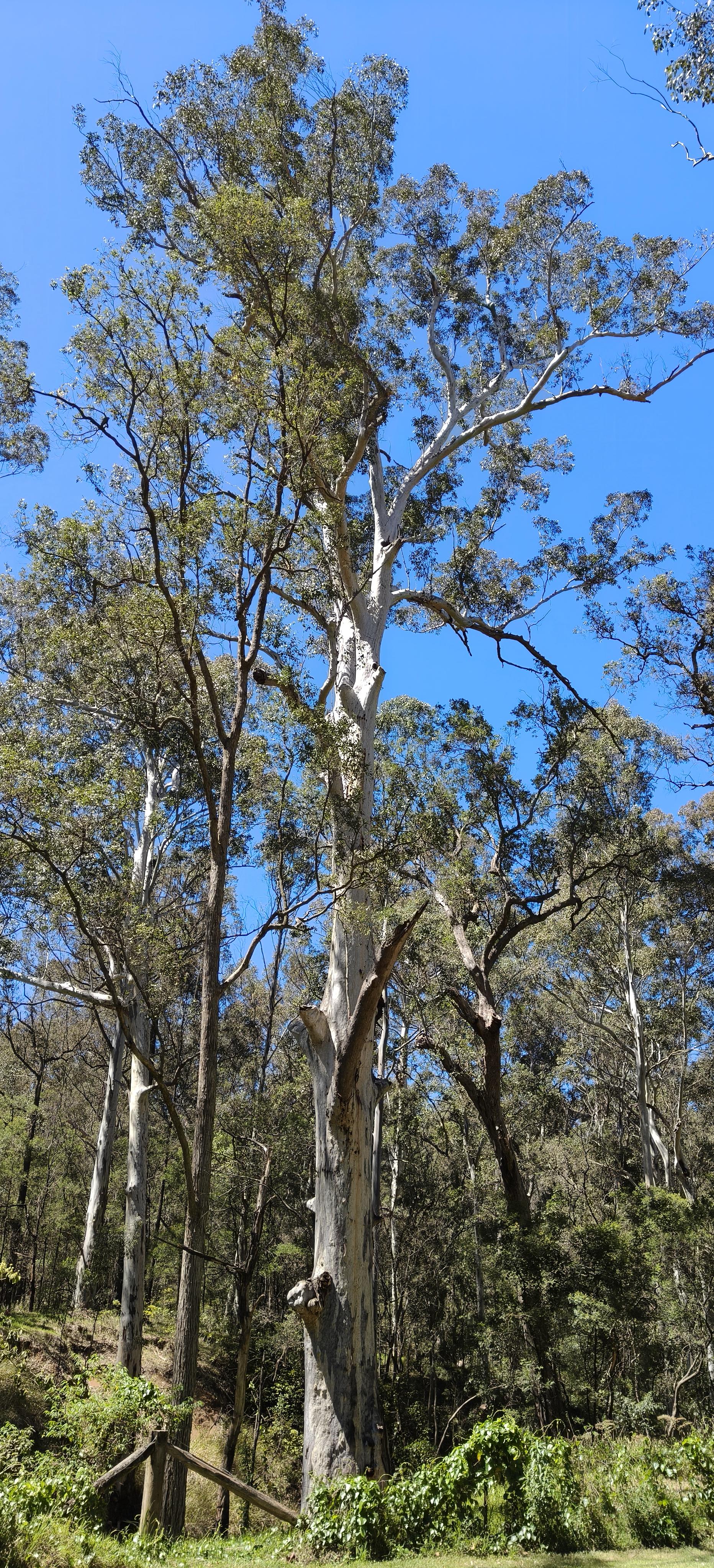 Now this is what you really want to see. Not some silly old fella with no dress sense, magnificence, people demand magnificence!
Here I present a magnificent ancient silvery white, smooth barked gum tree, standing amongst others in Euroka campground on a glorious sunny Blue Mountains day.
What a beauty!