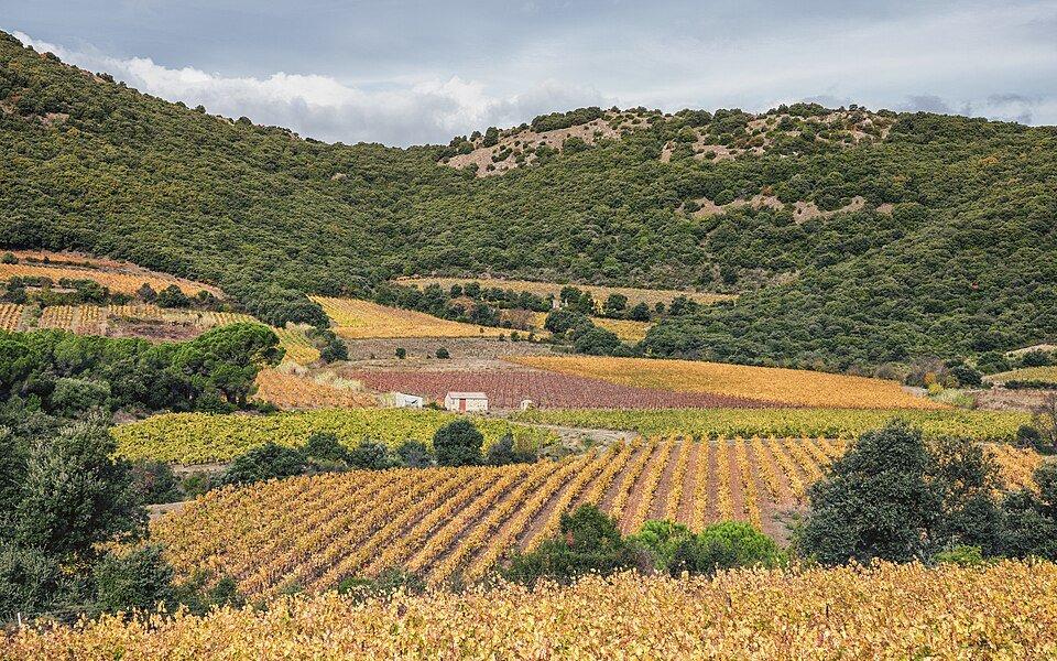 Vineyards (AOC Languedoc-Cabrières) in autumn at the foot of the Pic de Vissou. Commune of Cabrières, Hérault, France... by Christian Ferrer
#wikimediacommons