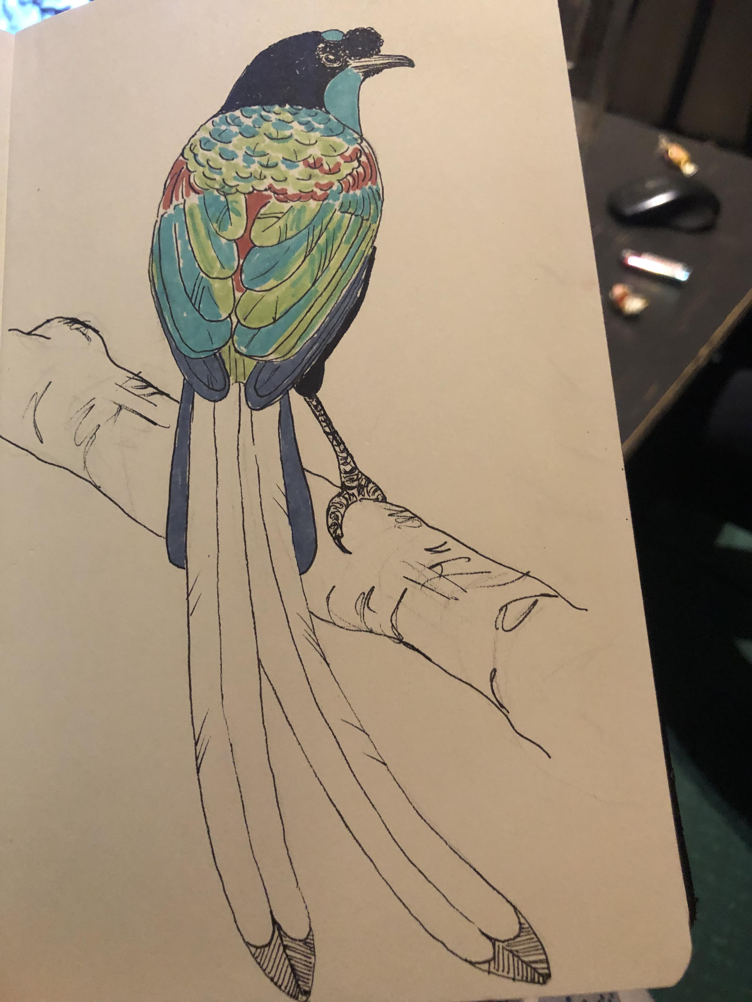 ink and marker drawing of a ribbon-tailed astrapia bird