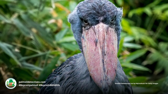 The #Shoebill is a magnificent large bird with an unnerving stare. There's are fewer than 8000 birds left alive in #DRC, #Uganda #Africa. Vulnerable from #palmoil #deforestation, #hunting and more.  Fight for them and #Boycottpalmoil  #Boycott4Wildlife every time you shop! https://palmoildetectives.com/2023/09/10/shoebill-balaeniceps-rex/