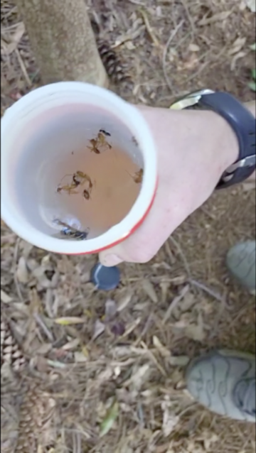 Video of a man in shorts taking down a plastic tube that is hanging in a tree, removing the cap, and zooming in on the dead insects (ants, a beetle, and a wasp) that are floating on the liquid inside.