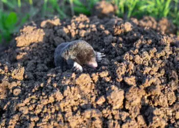 mole crawls out of a wormhole in a vegetable garden on a summer day. Rodent pest control.
