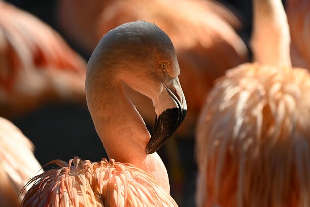 Papà adottivi di fenicotteri fanno schiudere un pulcino soffice con successo allo zoo di San Diego