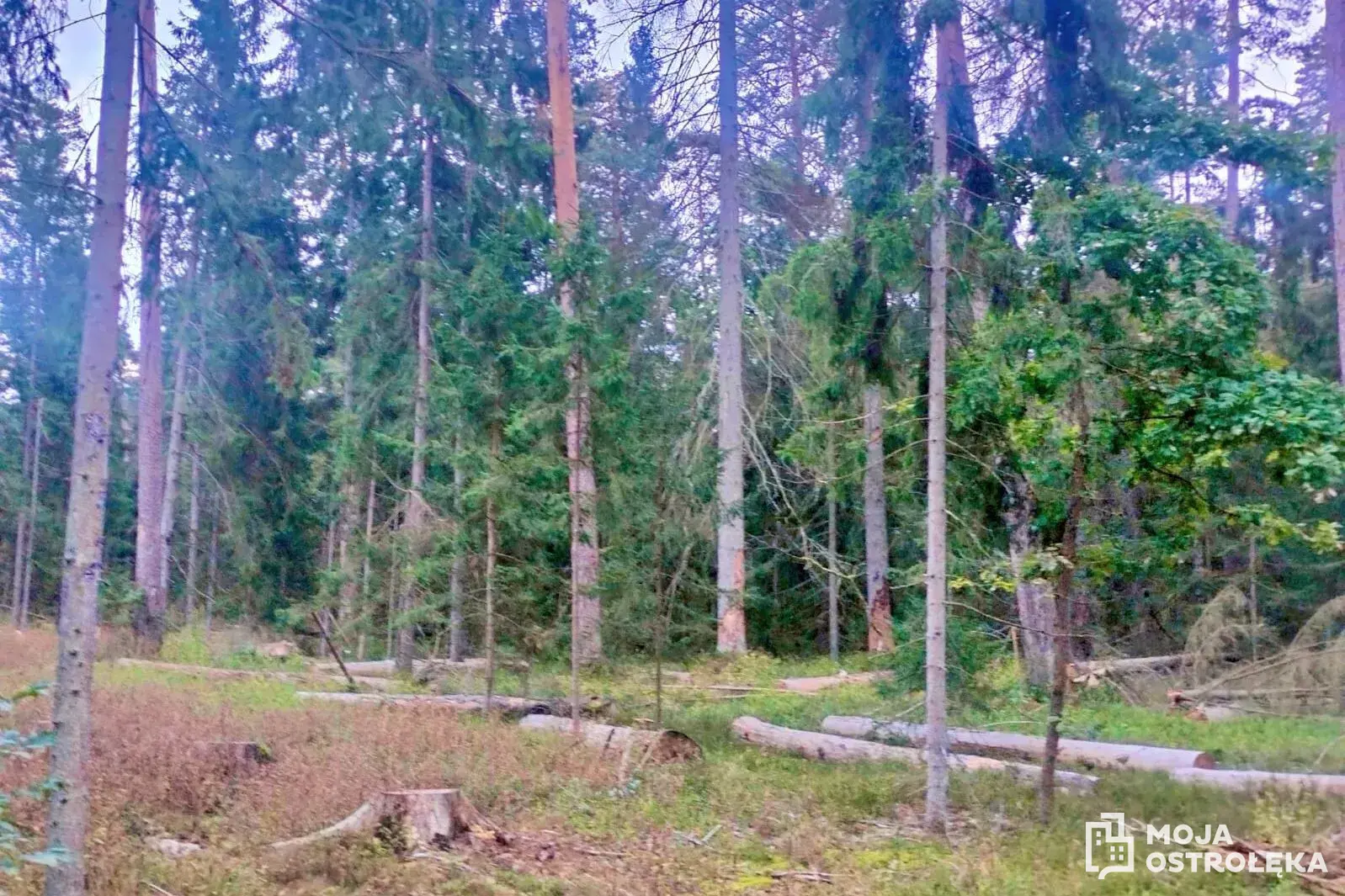 Znika Puszcza Kurpiowska? Radny bije na alarm. Nadleśnictwo odpiera zarzuty