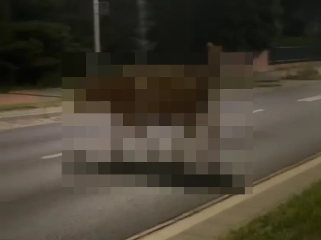Bydło na ulicy! Mamy nagranie (wideo)