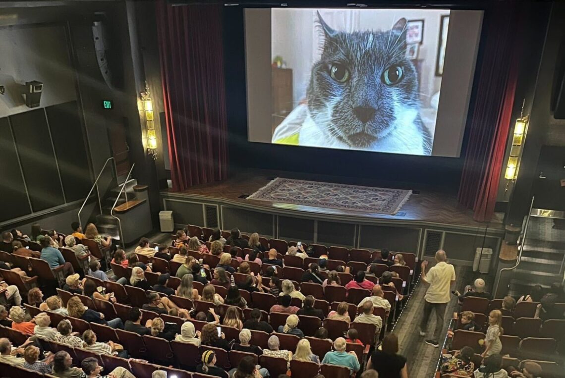 i-went-to-a-movie-theater-to-watch-73-minutes-of-cat-videos