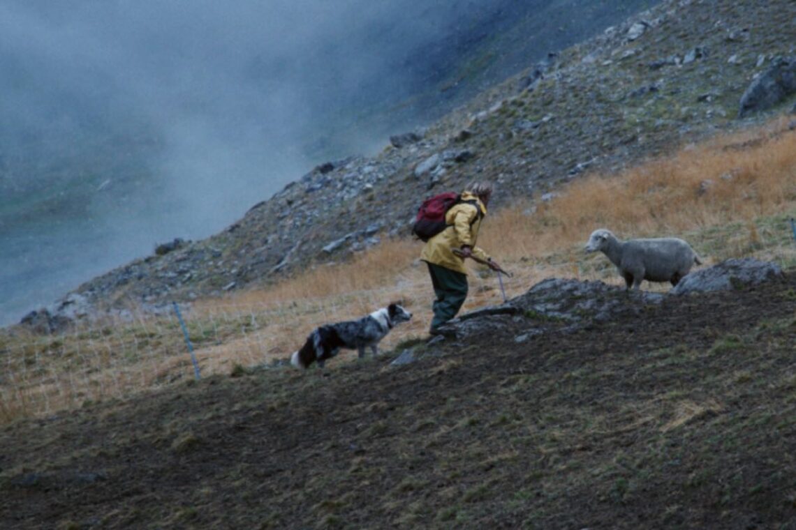 un-pastore-gentianaceo-vince-come-miglior-film-al-72°-trento-film-festival