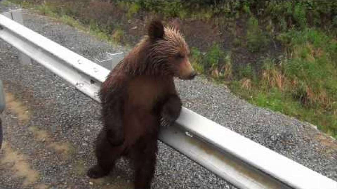 Медведи - Bären