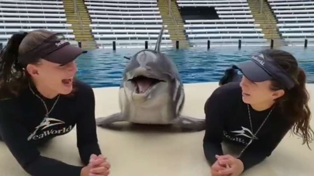 Liebenswerte Delphin-Küsse