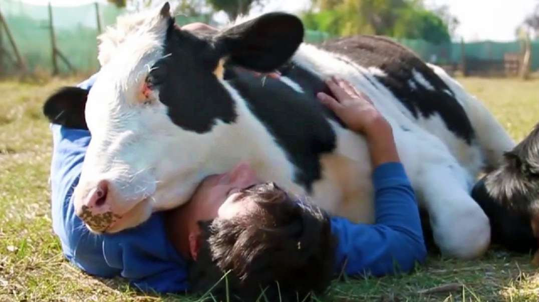 Tiere zeigen Liebe zu Menschen!