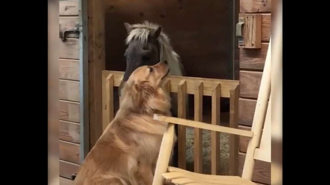 Hund kümmert sich um hungerndes Pferd