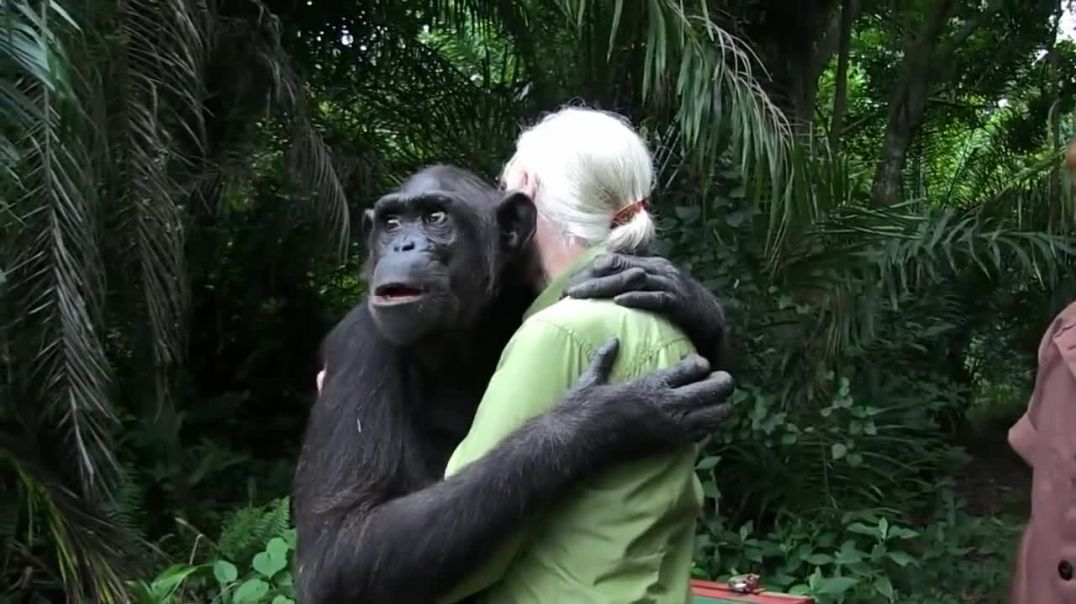 Jane Goodall lässt Wounda den Schimpansen frei