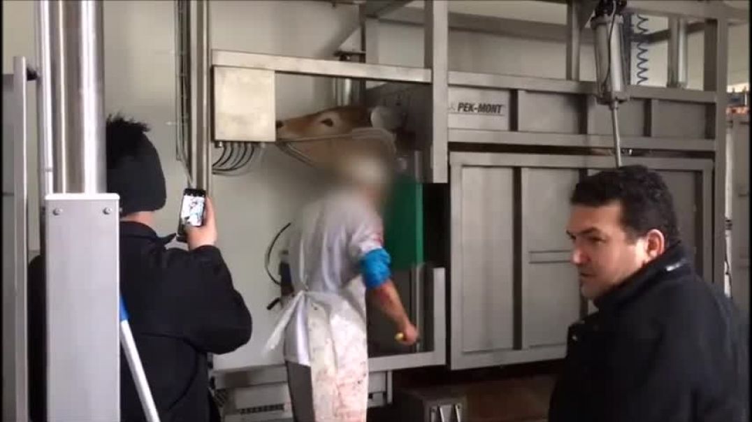 Schächt-Video des Nihat Özay in Laaben, NÖ