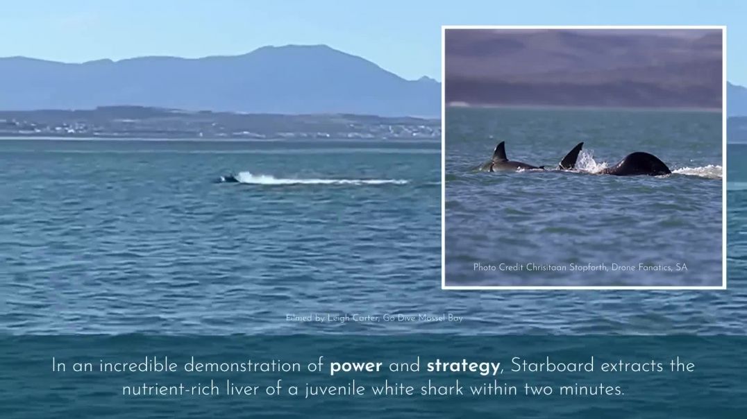 Südafrika - Orca tötet und verschlingt Weißen Hai