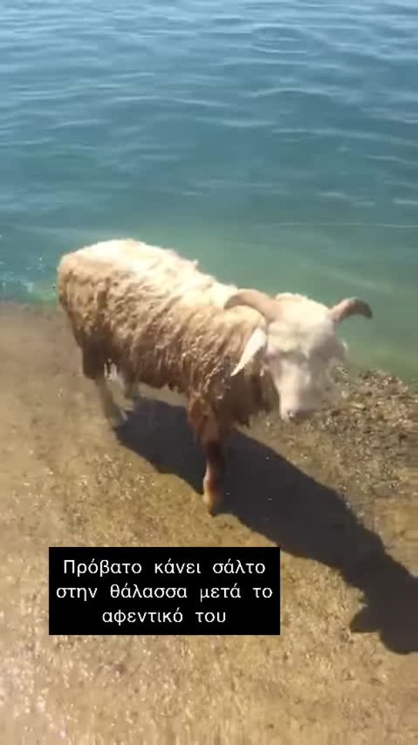 Das Schaf springt seinem Besitzer ins Wasser nach