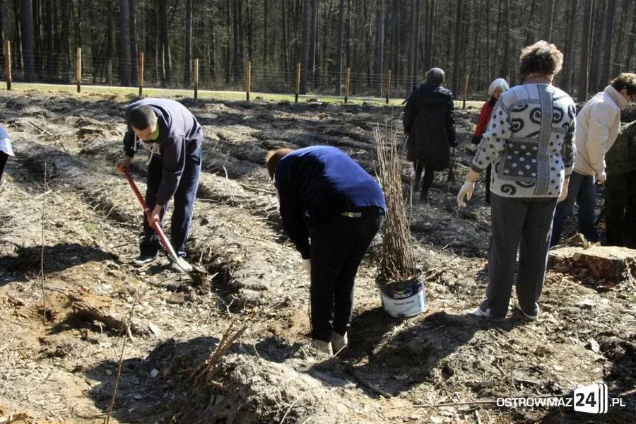 Posadzili ponad 2 200 drzew (zdjęcia)