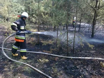 Pożar lasu w powiecie ostrowskim (zdjęcia)