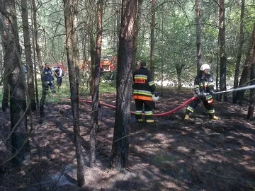 Pożar lasu w powiecie ostrowskim (zdjęcia)