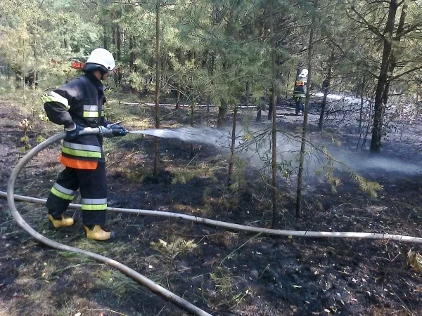 Pożar lasu w powiecie ostrowskim (zdjęcia)