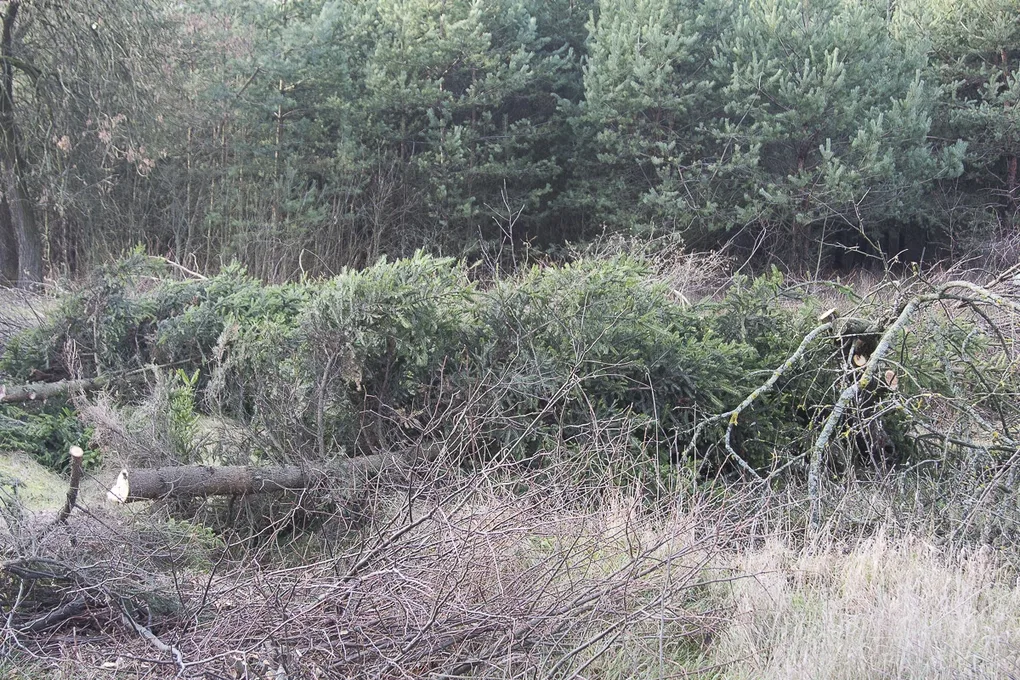 Rozpoczęto wycinkę drzew w pasie drogi S8 (zdjęcia, wideo)