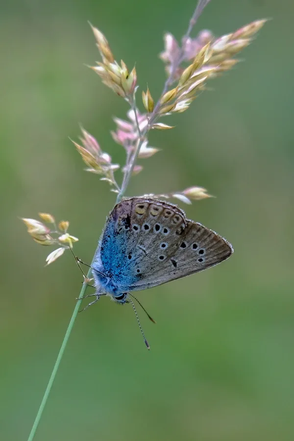 Wernisaż wystawy fotograficznej (zdjęcia)