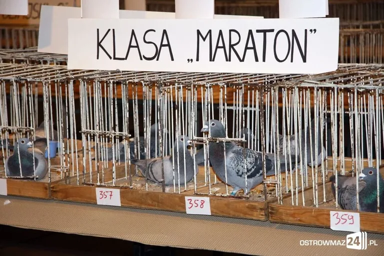 Wystawa gołębi pocztowych (zdjęcia)