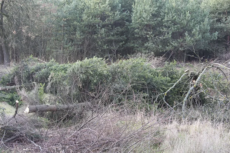Rozpoczęto wycinkę drzew w pasie drogi S8 (zdjęcia, wideo)