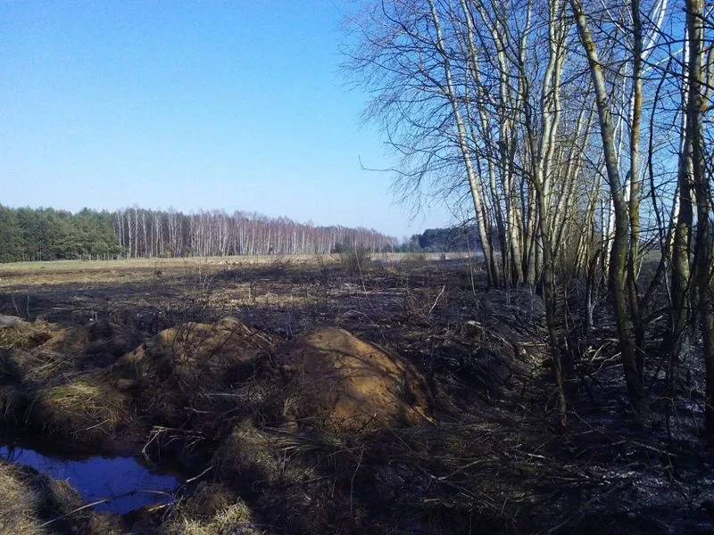 Pożar traw w gminie Wąsewo (zdjęcia)