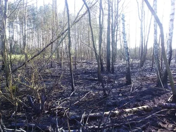 Pożar traw w gminie Wąsewo (zdjęcia)