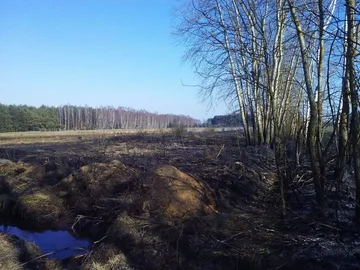 Pożar traw w gminie Wąsewo (zdjęcia)