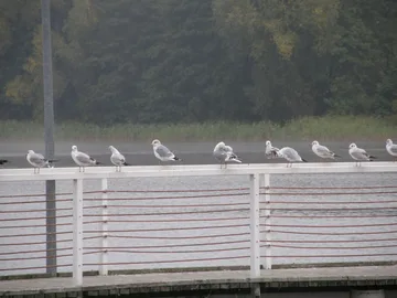 Następne zdjęcie